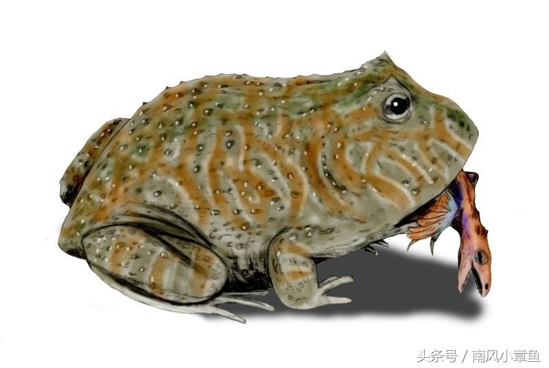 史前最厉害的青蛙,最喜欢吃的是霸王龙!