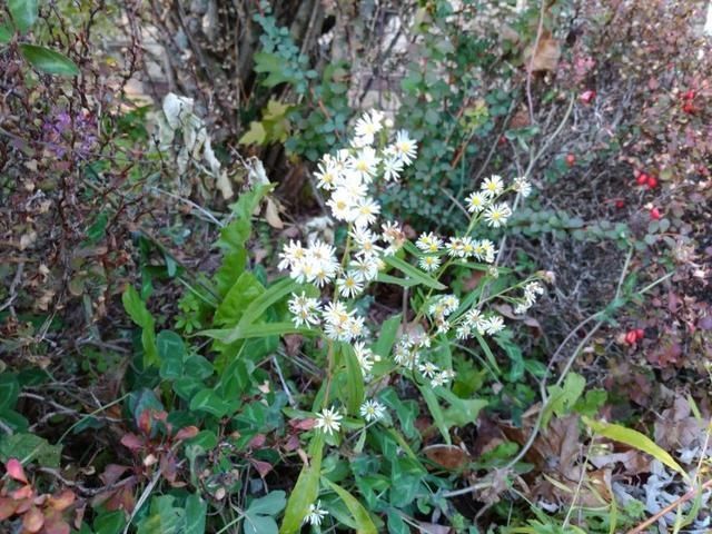 中兴Axon M折叠手机评测:创新设计与多任务处