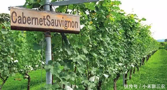 日本人农业模式让我汗颜!