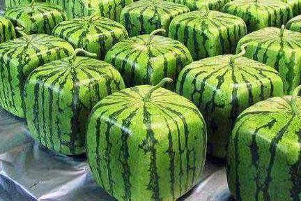 日本方形西瓜来魔都了!偶像练习生也来吃了!