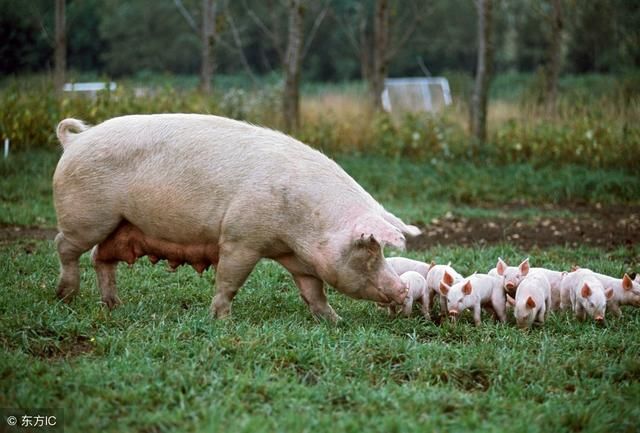 红糖治疗母猪无奶,真没想到还有这样的妙招