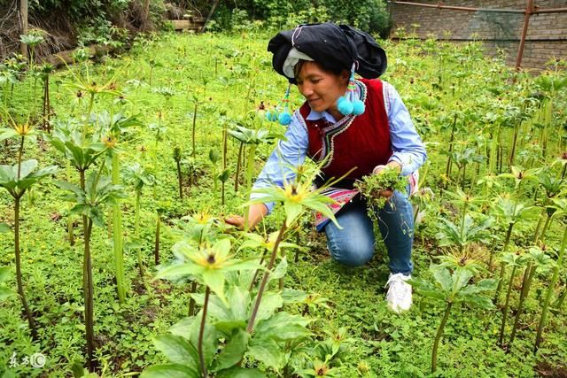 这种中药材名贵稀缺,投入成本高,但种植成功亩