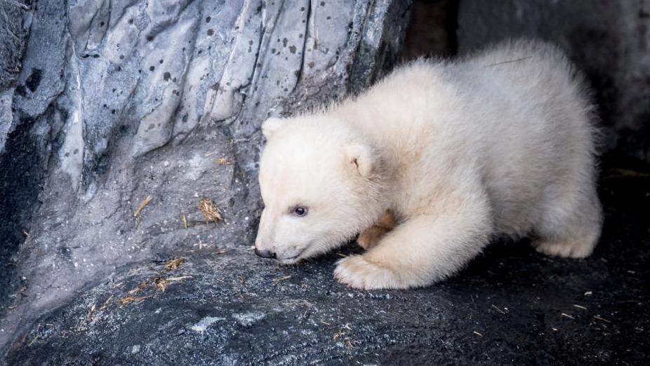 当地时间2月28日，一头北极熊幼崽首次亮相丹麦哥本哈根动物园，并与妈妈形影不离。