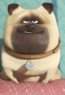 巴哥犬(pug),原产于中国,富有魅力而且高雅,14世纪末正式命名为“巴哥”其词意古语为鬼,狮子鼻或小猴子的意思。巴哥犬容易有睫毛倒插的毛病,头部皱折多,容易眼睑内翻,也容易泪管阻塞,而有两条明显的泪痕。巴哥犬是体贴,可爱的小型犬种,不需要运动或经常整理背毛,但需要同伴。容貌皱纹较多,走起路来象拳击手是其特征。它是以咕噜的呼吸声及象马一样抽鼻子的声音作为沟通的方式。同时,此犬具备优良及爱干净的个性,这些特色便成为广受喜爱的原因。