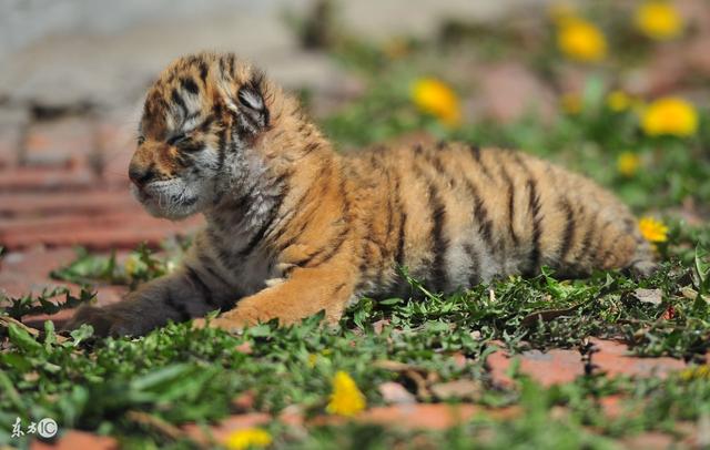 74年的属虎人,想知道你未来5年的运势吗?看完