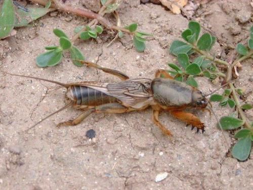 农村最招人恨的害虫,俗称土狗子,如今很贵还上