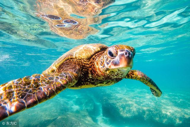 心理测试--选择一种喜欢动物,测试你真傻还是装