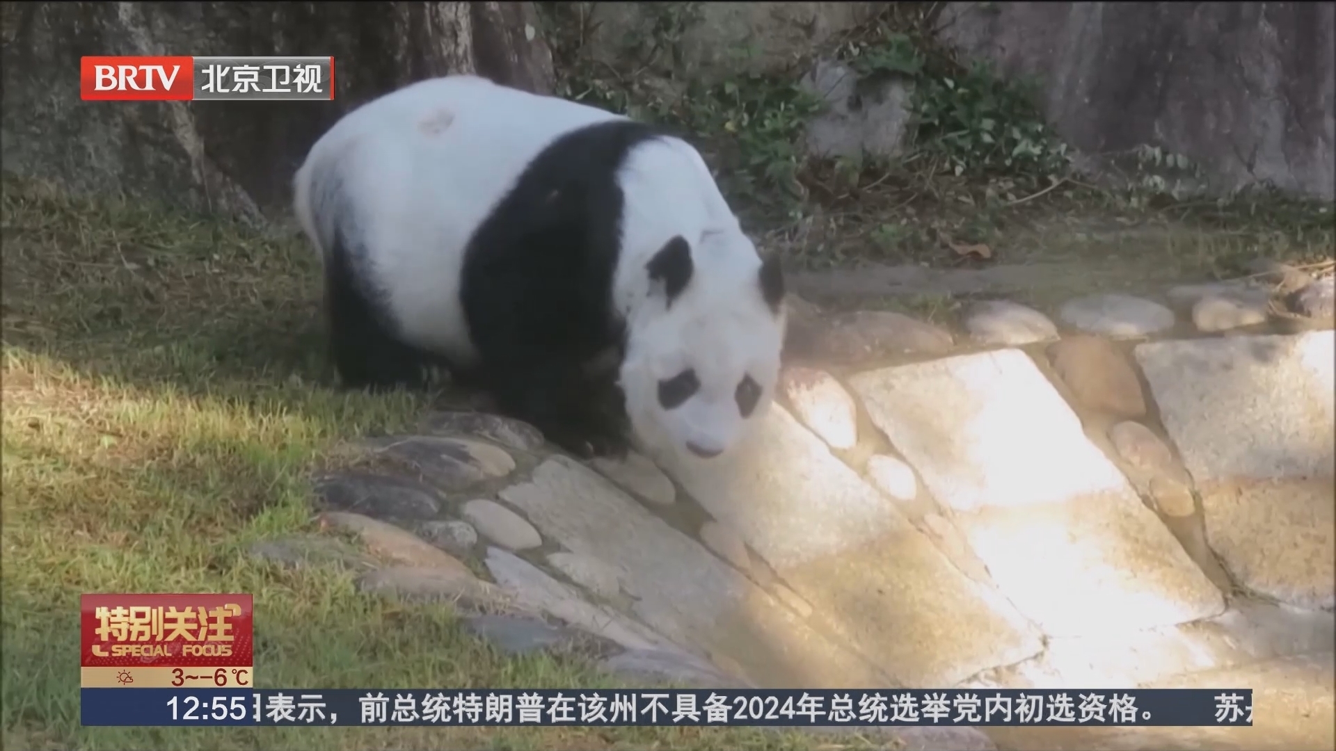 旅日最高龄大熊猫“旦旦”因治病延期回国_北京时间