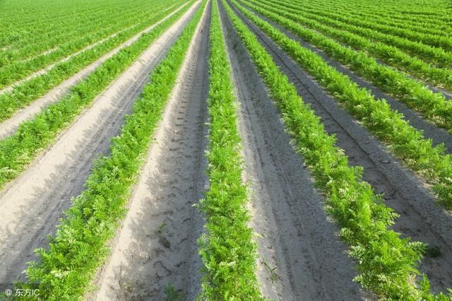 2018年中药材种植发展什么好?