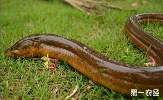 在稻田里怎么养黄鳝?稻田黄鳝养殖技术