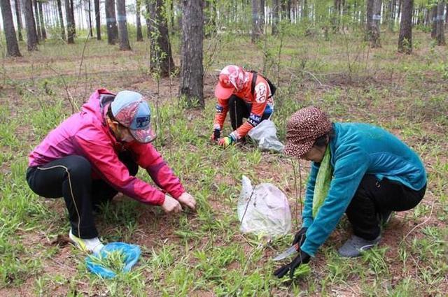 春天地里疯长的5种 春天地里疯长的5种