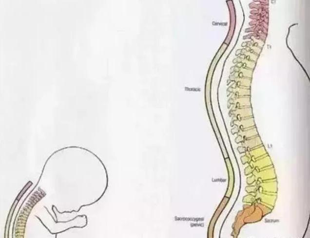 儿童脊柱发育过程图解图片