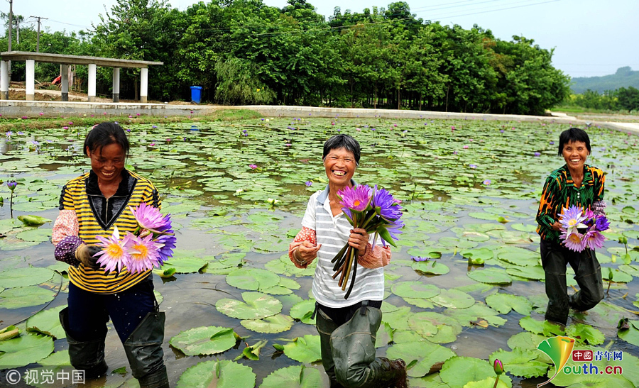 2018年9月23日，广西柳州，柳北区石碑坪镇下陶村的农民在采摘采摘的九品香莲。