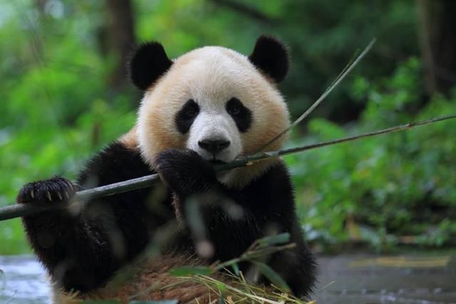 自由恋爱的熊猫生育率更高,包办婚姻直接拒绝