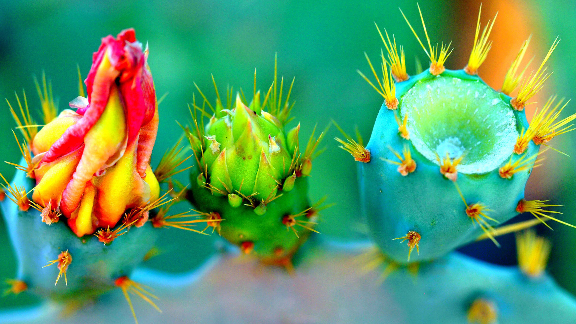 3d绿色护眼桌面壁纸,面对电脑眼睛不再干涩了!