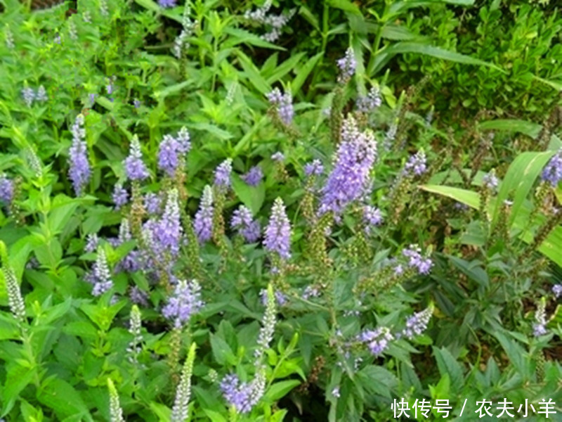 兔儿尾苗也是一种较好的野菜,它的嫩苗可以食用,记得小时候还经常去采