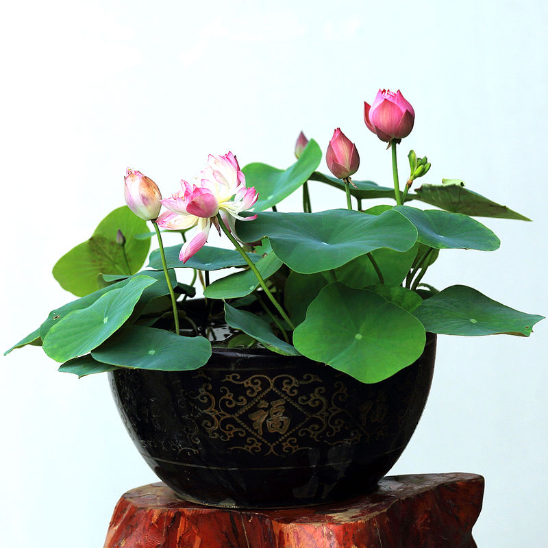 嫂子到日本旅游,把富士山的照片发朋友圈,亲戚