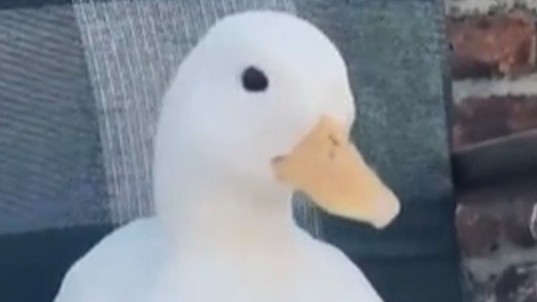 一只鸭子八千块！男子将捡的鸭子做熟吃了 失主：是宠物鸭！