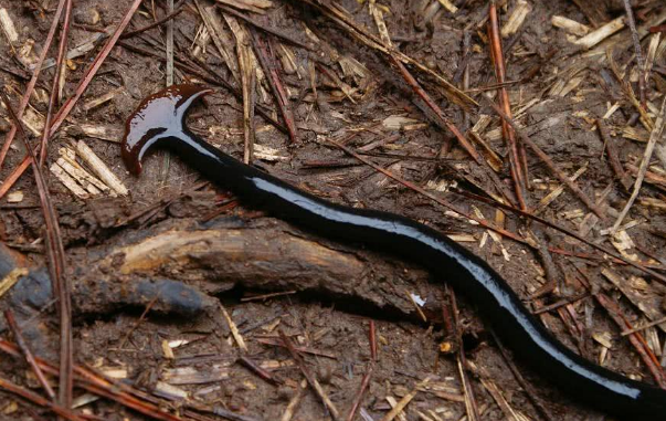 它是民间的蛊虫,农村小孩都怕它,一刀两段变