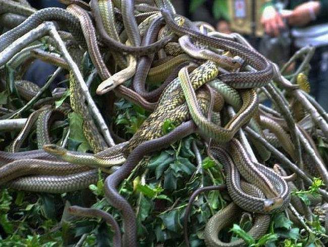 小伙不小心误入蛇窝,他做了这个动作后成功出逃