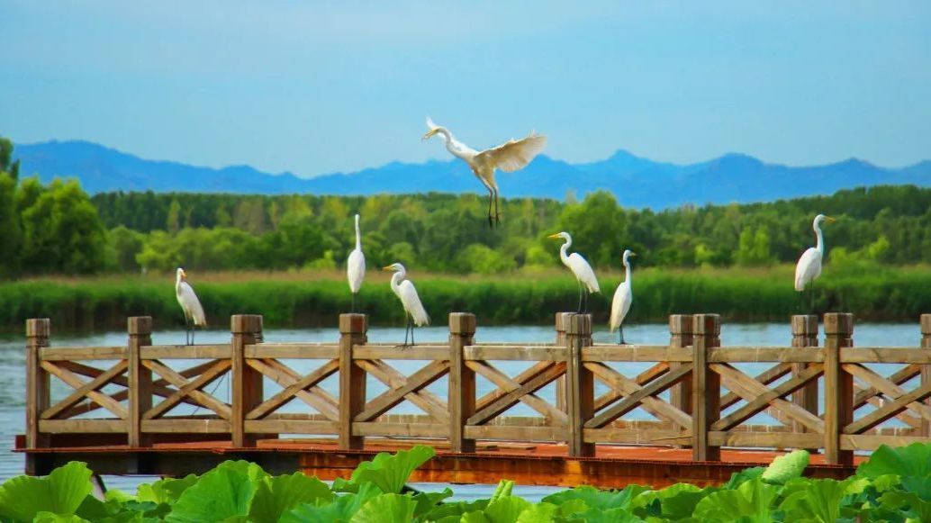妫水河畔白鹭飞 生态美景入画来