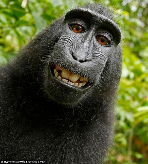 在自拍界,动物才是超级达人,赢你好几条街!