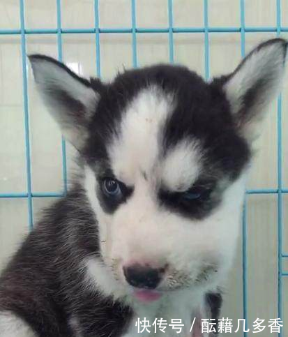 哈士奇好奇去挑衅蛇,结果嘴巴肿成这样子,网友们都不厚道地笑了