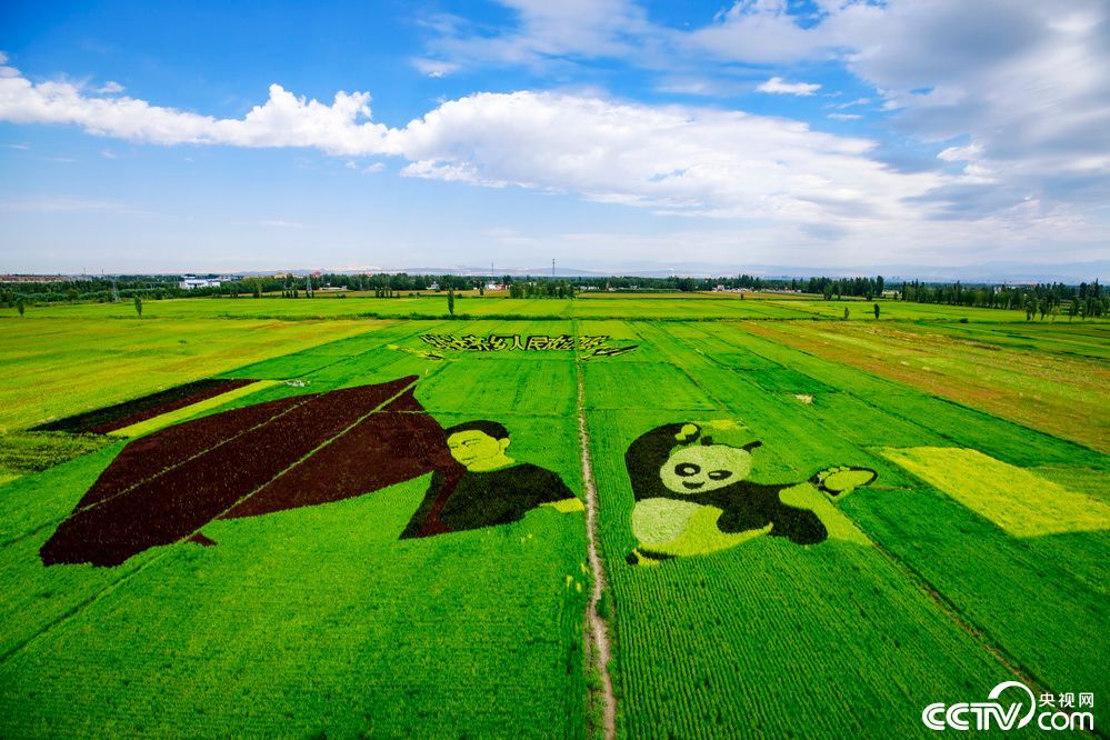 【新时代·幸福美丽新边疆】120亩“稻香”收眼底,航拍新疆伊犁察布查尔县巨幅3D稻田画 【新时代·幸福美丽新边疆】120亩“稻香”收眼底,航拍新疆伊犁察布查尔县巨幅3D稻田画