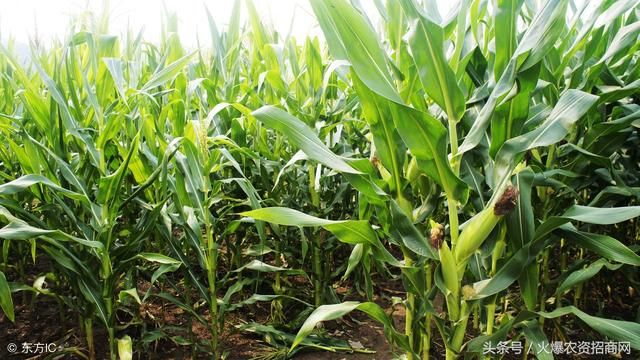 好消息!国庆节后,新玉米价格以涨为主!