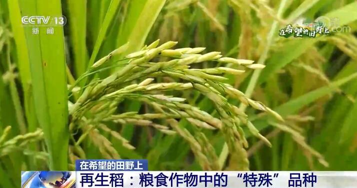 全国再生稻头季收获陆续展开 推广种植潜力大