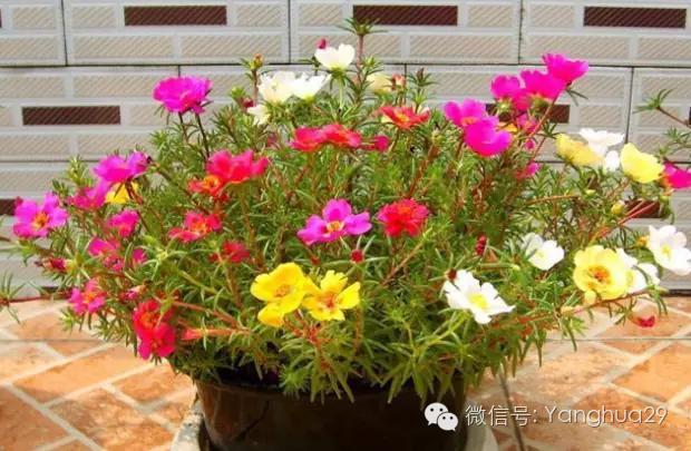 这些花，随便养上一盆都能爆盆