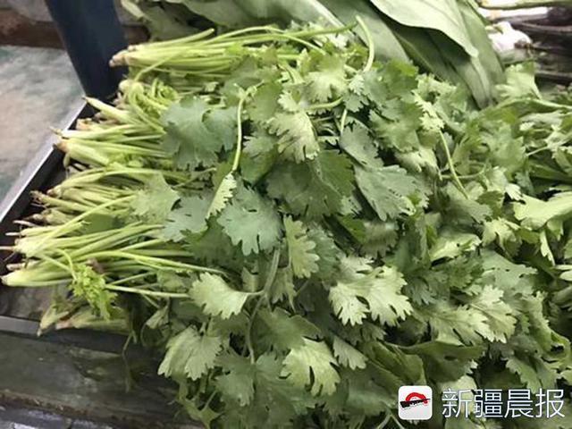 8月下半月乌鲁木齐叶菜、豆角等价格大涨 啥原因?