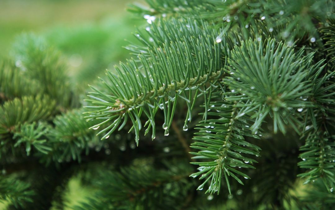 专治牛皮癣的3个土方法 8个注意事项!不花钱就