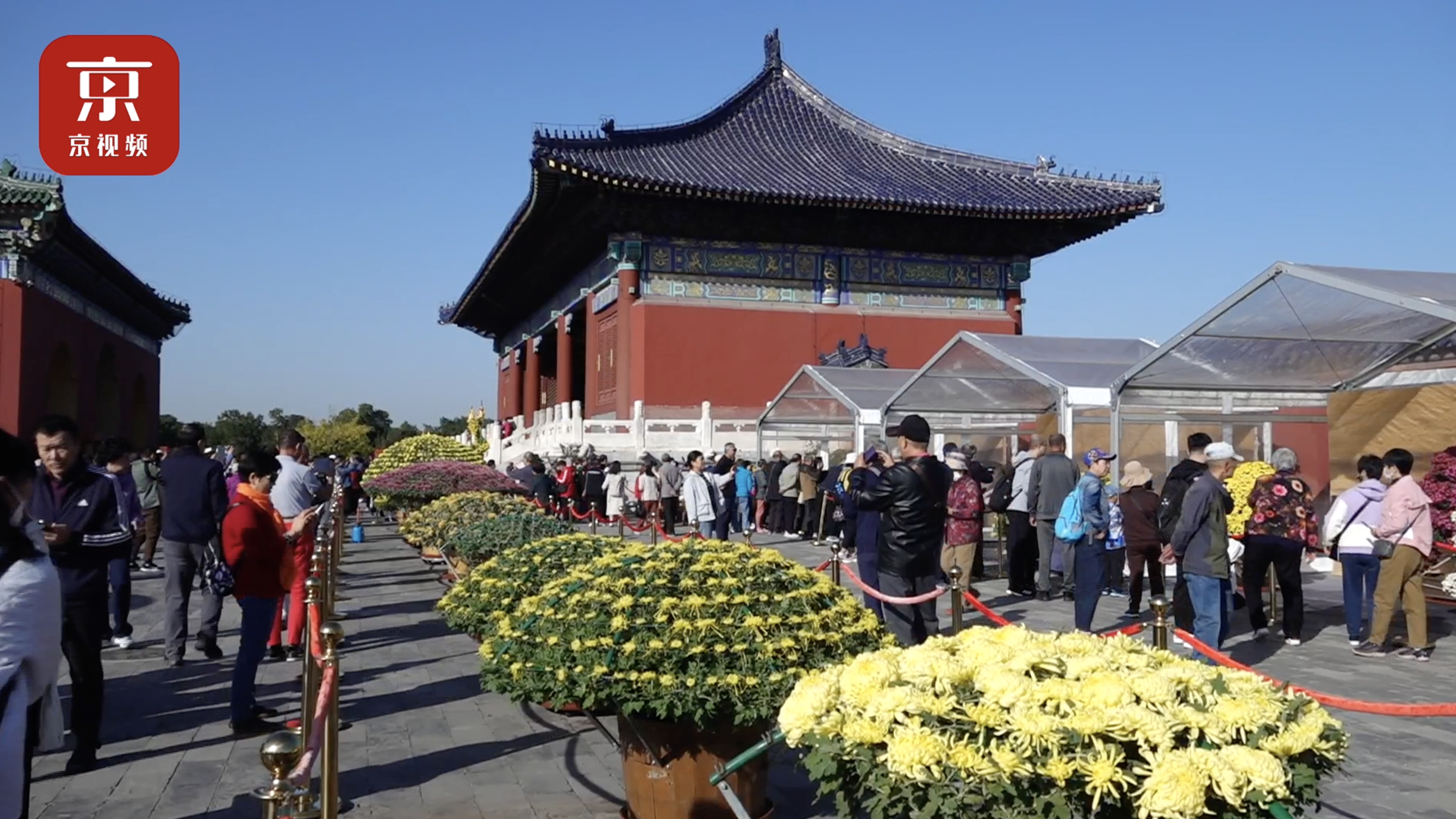 天坛公园菊花展今天开展！根据游客建议设计了这些……