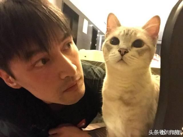 一部《妖猫传》,炸出了一大波娱乐圈的猫奴和