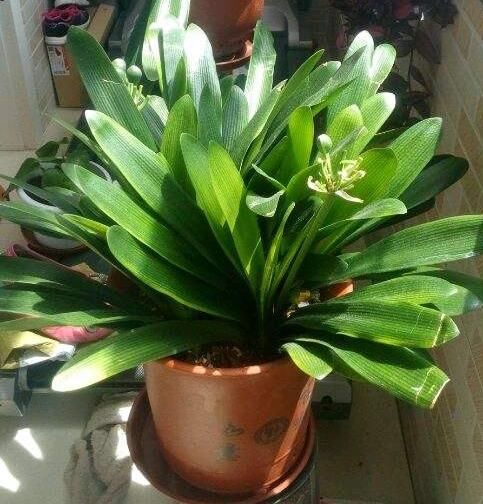 君子兰群兰叶子碧绿、花簇艳丽,你知道君子兰