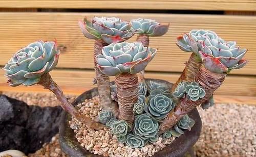 想要夏天入手多肉,大桩与幼苗该如何选择?不怕