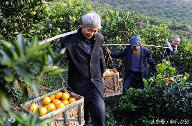 脐橙多少钱一斤?农村种一亩大约能赚多少钱?