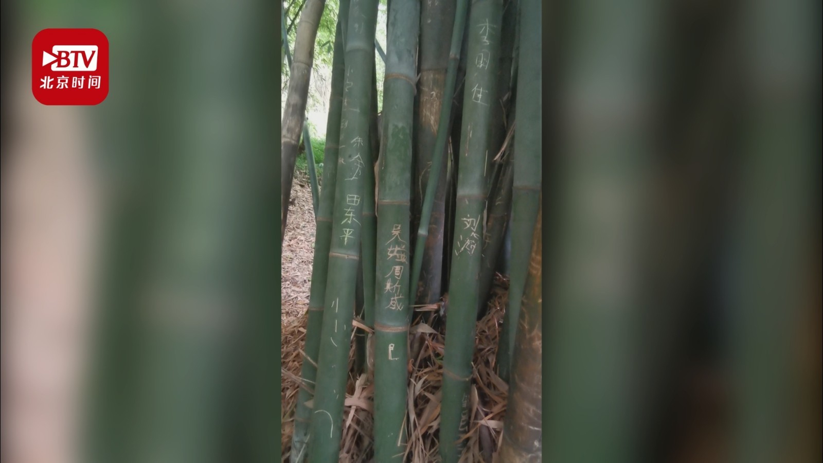 无一幸免！贵阳一公园竹子集体被刻字满留“印记” 公园：看见会劝阻