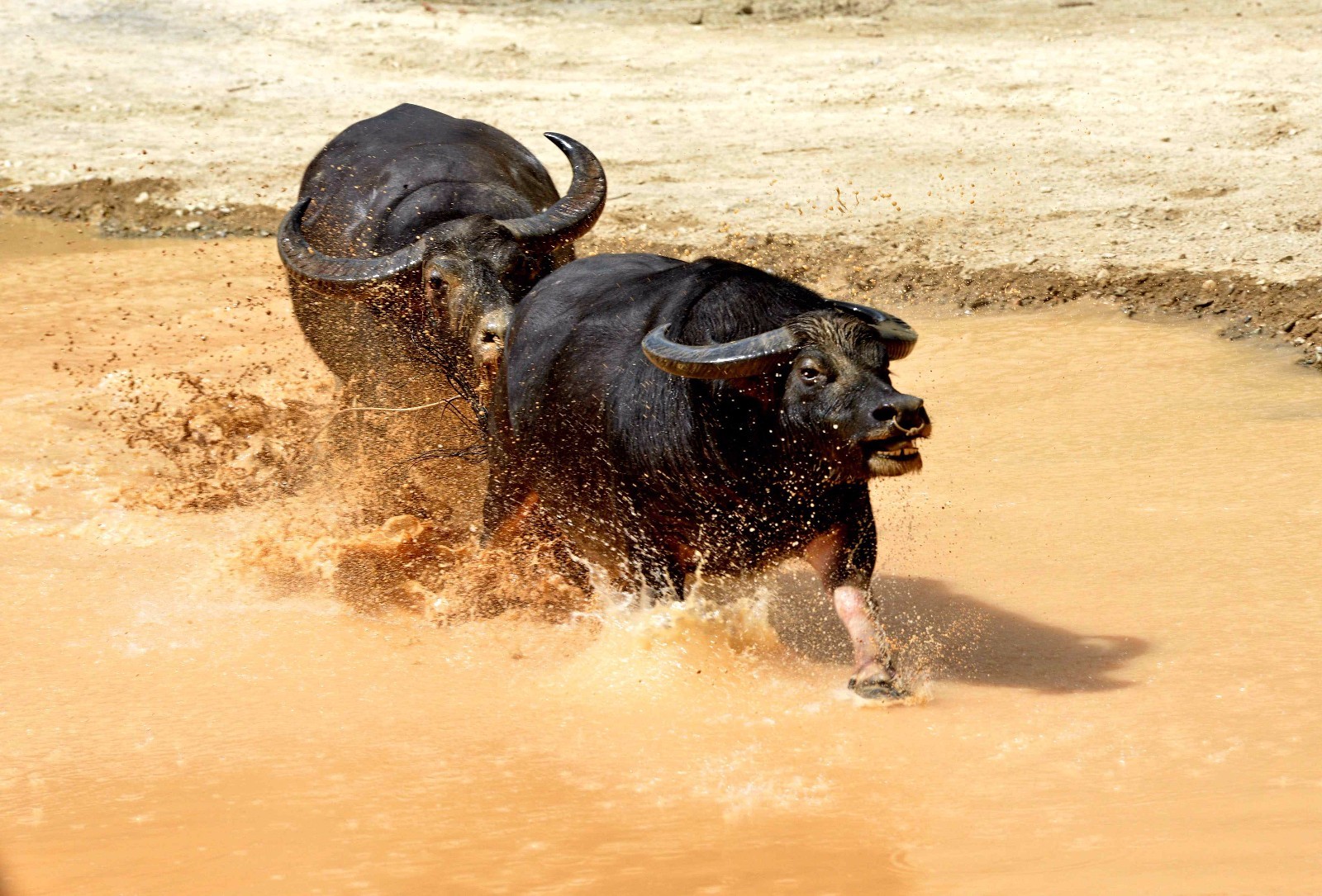 贵州榕江侗乡水中斗牛吸引客人