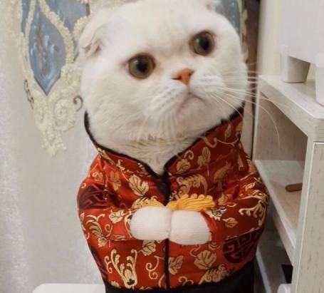 抖音会说话的刘二豆,是什么品种的猫为何成为