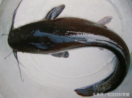 野生河鱼品种图片