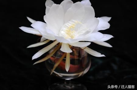 生活中防辐射最好七种的植物,为了她,赶紧买回