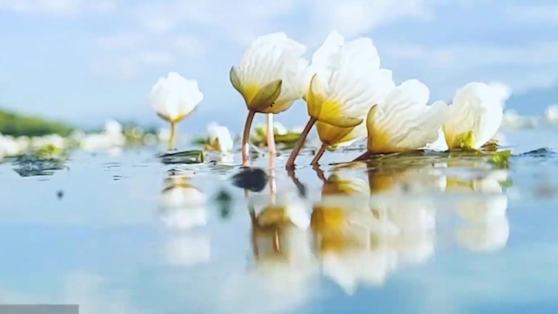 大理洱海海菜花盛开,你以为仅仅是“美不胜收”? 大理洱海海菜花盛开,你以为仅仅是“美不胜收”?