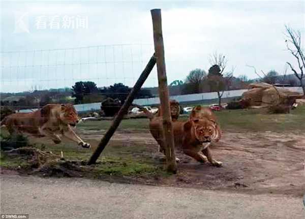 夫妻带两孩子逛野生动物园 遭遇一群狮子攻击