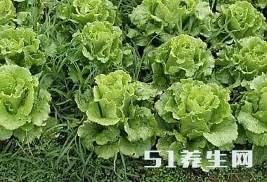 生菜的营养价值高,可它的这个禁忌,几乎没人知