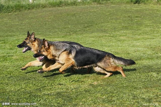 德國牧羊犬到底分幾種?