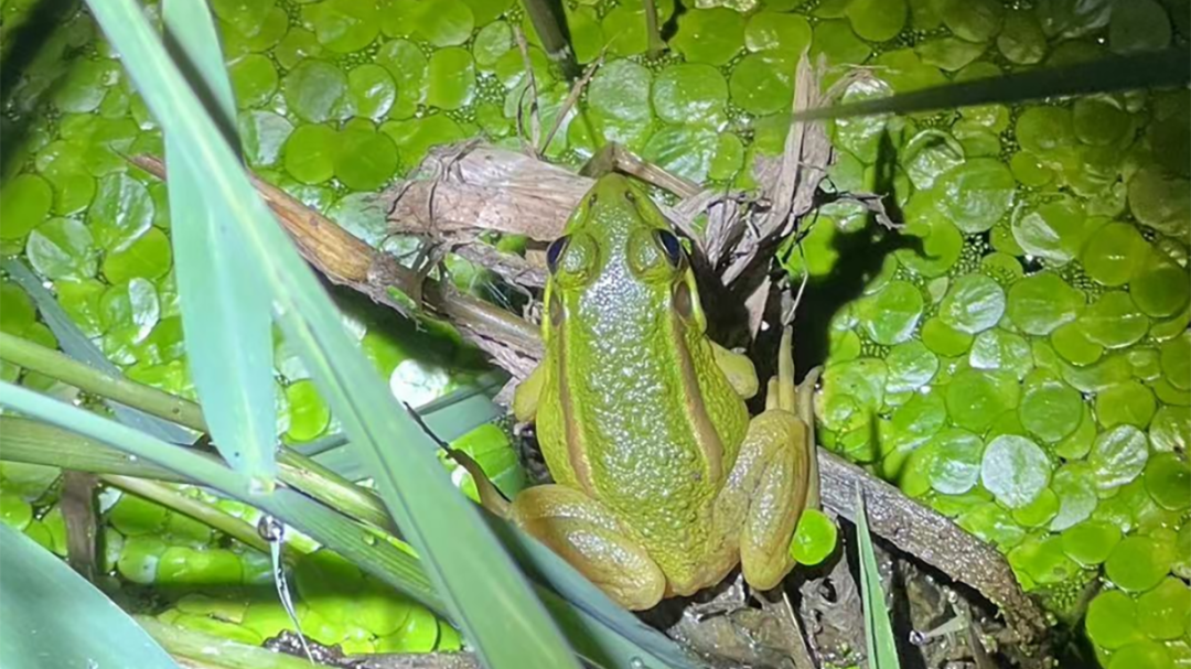 身边的多样生物⑮丨“北京市重点保护野生动物”金线侧褶蛙