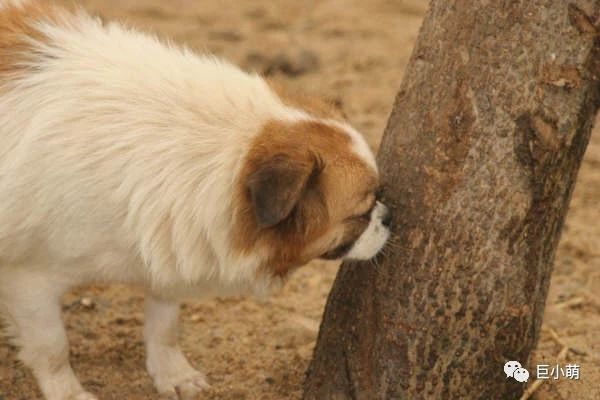 公狗豪迈母狗胆小:看狗狗的两性差异 公狗豪迈母狗胆小:看狗狗的两性差异