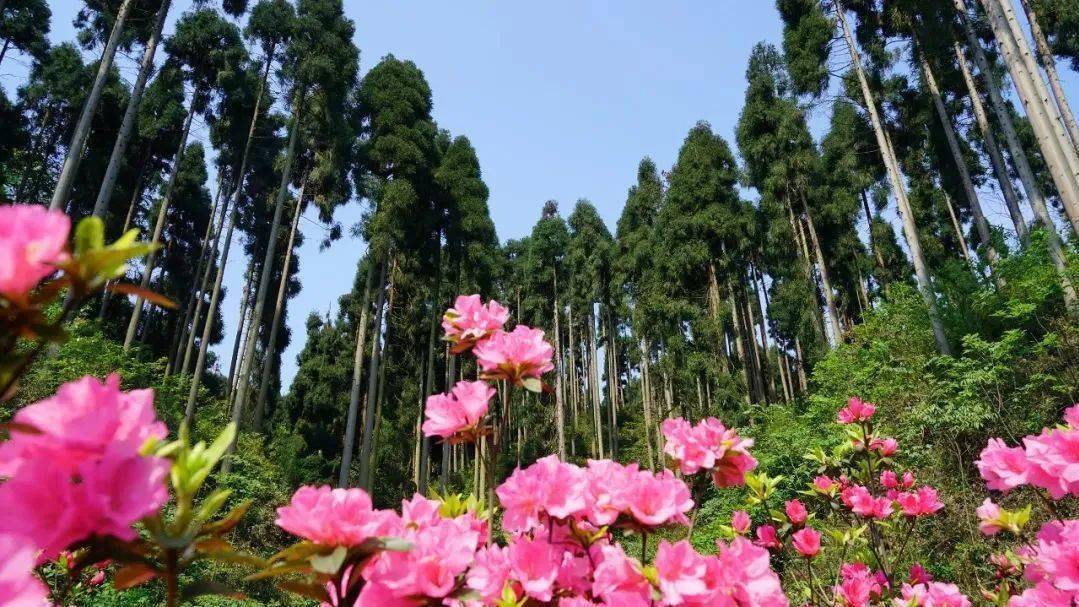 初夏限定!看四川的花海秘境,做一场绿野仙踪梦! 初夏限定!看四川的花海秘境,做一场绿野仙踪梦!